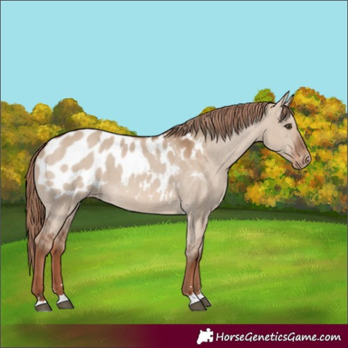 Horse Color:Red Dun Blanket 