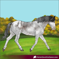 Horse Color:White Spotted Brown Tobiano Appaloosa