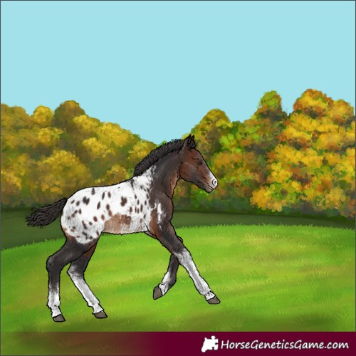 Horse Color:Brown Sabino Appaloosa
