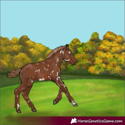 Horse Color:White Spotted Chestnut