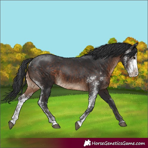 Horse Color:Brown Sabino 
