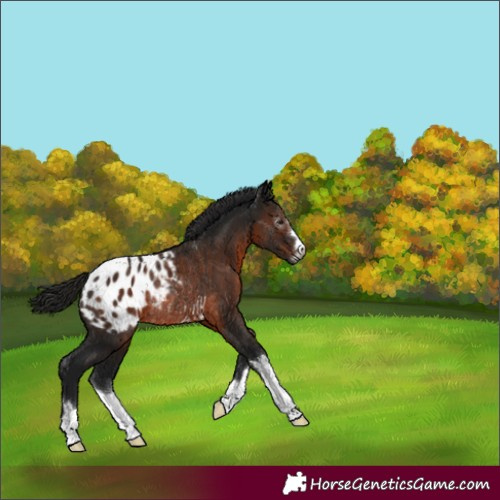 Horse Color:Gray Brown Appaloosa Rabicano 