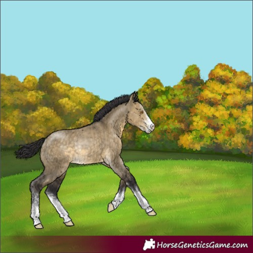 Horse Color:Buckskin Dun Sabino Rabicano 