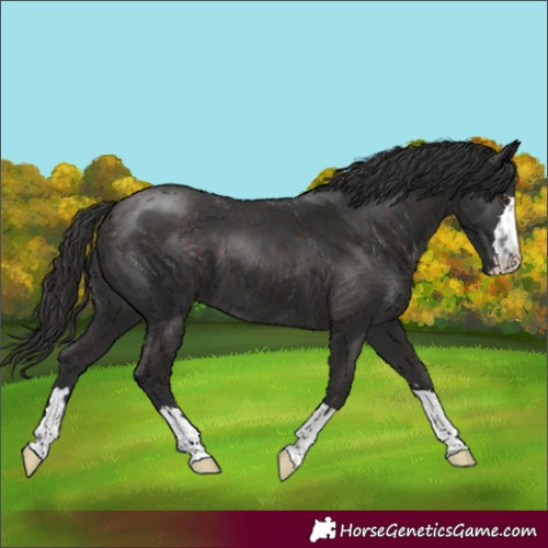 Horse Color:Liver Chestnut 