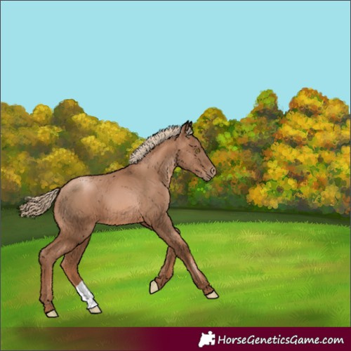 Horse Color:Liver Chestnut Pearl 