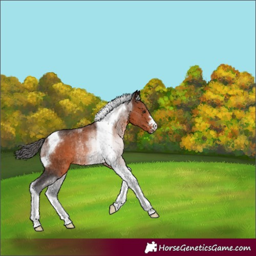 Horse Color:Brown Tobiano Rabicano