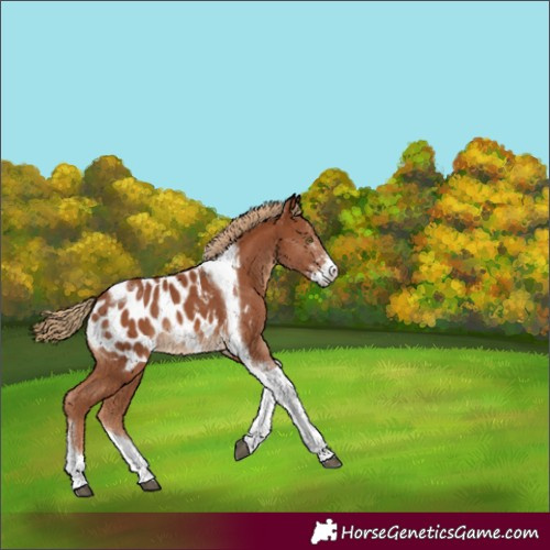Horse Color:Chestnut Sabino Tobiano Appaloosa