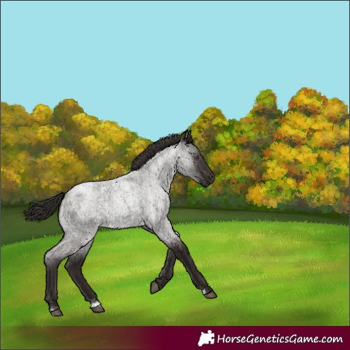 Horse Color:Liver Red Roan 