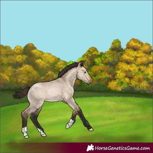 Horse Color:Bay Dun Rabicano 