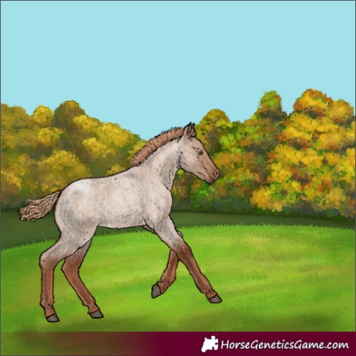 Horse Color:Red Dun Roan 