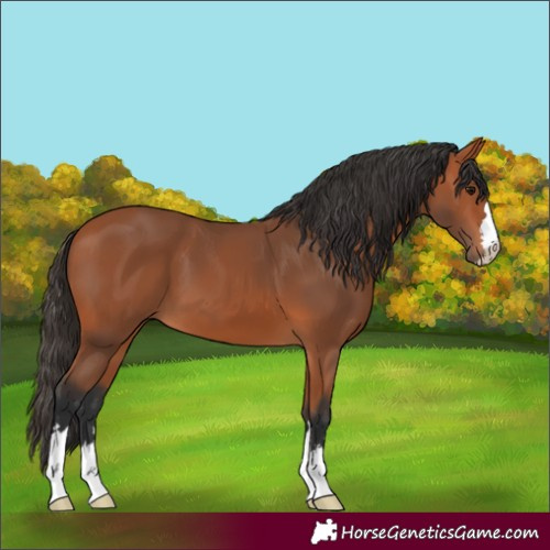 Horse Color:Bay 