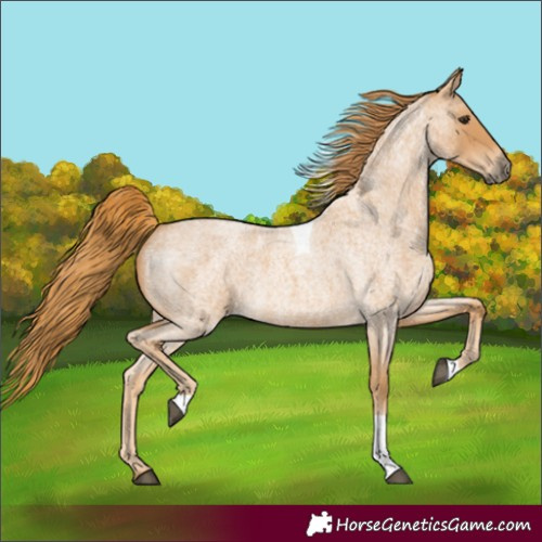 Horse Color:Red Roan Tobiano 