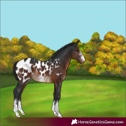 Horse Color:Brown Appaloosa 