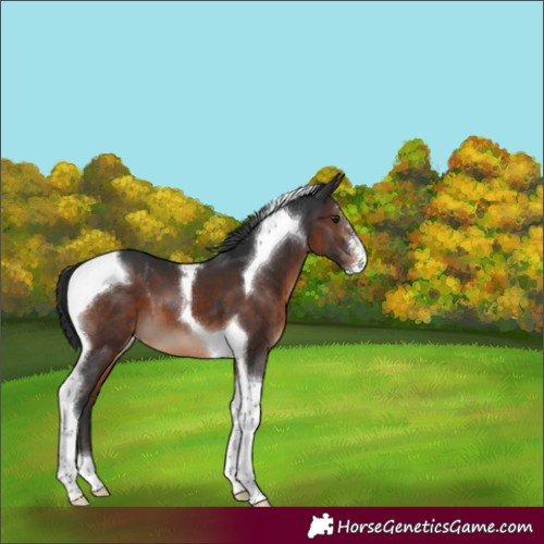 Horse Color:Brown Sabino Tobiano Varnish 