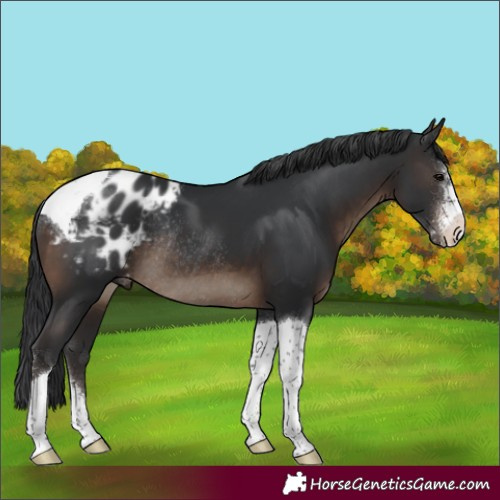 Horse Color:Brown Sabino Tobiano Appaloosa Rabicano 