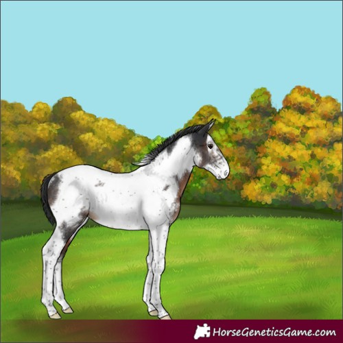 Horse Color:Brown Sabino Tobiano Frame Varnish Rabicano 
