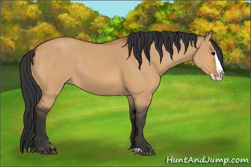 Horse Color:Unknown 