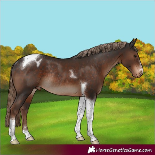 Horse Color:Liver Chestnut Tobiano Varnish Rabicano