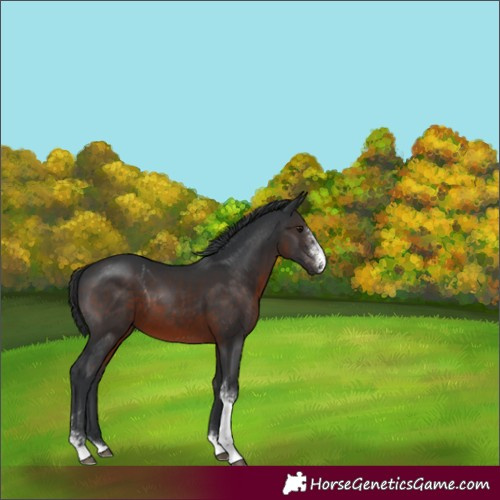 Horse Color:Brown Sabino