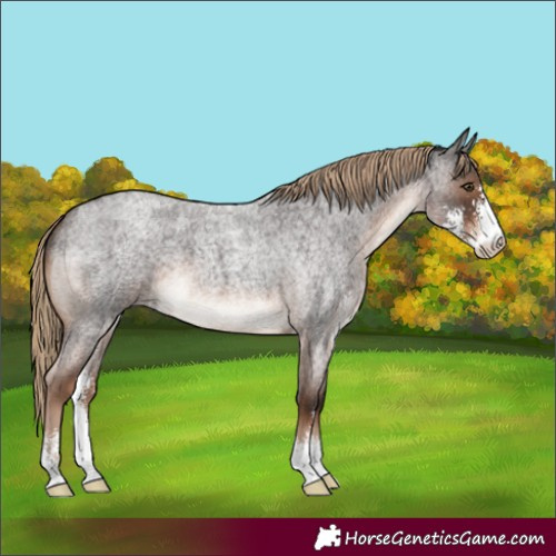 Horse Color:Liver Red Roan Sabino
