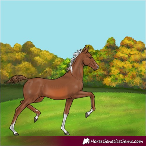 Horse Color:Chestnut Tobiano 