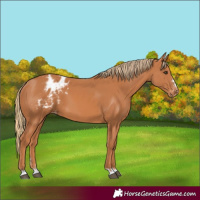 Horse Color:Chestnut Appaloosa 