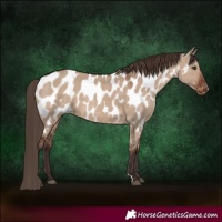 Horse Color:Liver Red Dun Appaloosa 
