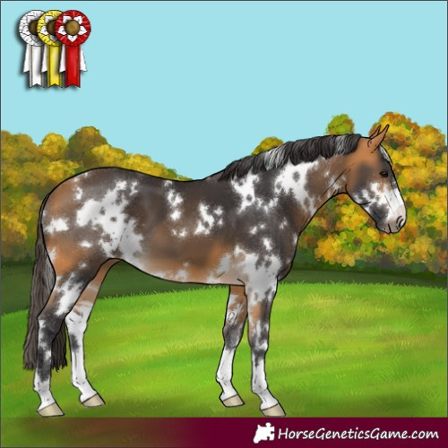 Horse Color:White Spotted Buckskin 