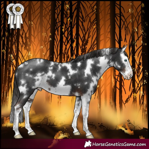 Horse Color:White Spotted Liver Chestnut Splash Frame 