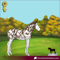 Horse Color:Chocolate Palomino Splash Near Leopard 