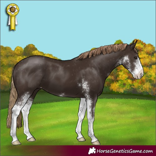 Horse Color:Liver Chestnut Sabino Appaloosa 