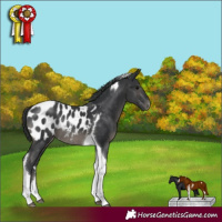 Horse Color:Black Sabino Tobiano Appaloosa Rabicano 