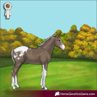 Horse Color:Silver Smoky Black Sabino Tobiano Appaloosa 