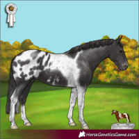 Horse Color:Smoky Black Tobiano Appaloosa 