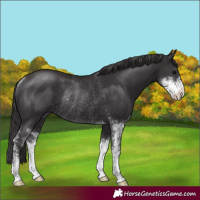 Horse Color:Smoky Black Sabino Rabicano 
