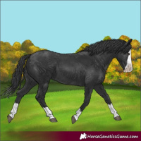 Horse Color:Black Splash