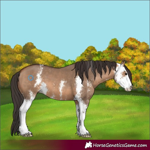 Horse Color:Bay Dun Sabino 
