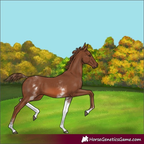Horse Color:White Spotted Chestnut 