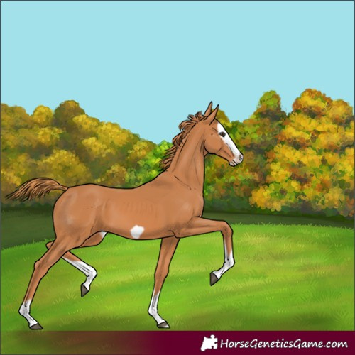 Horse Color:Chestnut Splash Frame