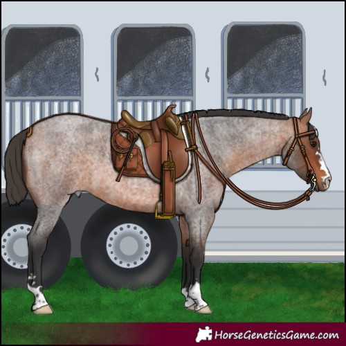 Horse Color:Bay Roan 