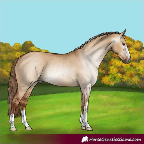 Horse Color:Gray Red Dun Rabicano