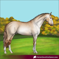 Horse Color:Gray Red Dun Rabicano 