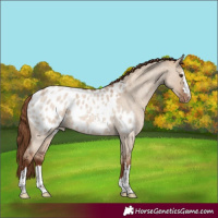 Horse Color:Red Dun Roan Appaloosa 