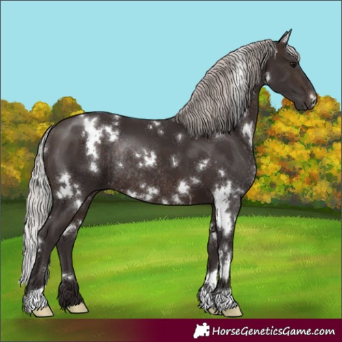 Horse Color:White Spotted Silver Brown Rabicano