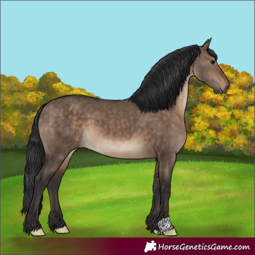 Horse Color:Brown Dun 