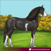 Horse Color:Liver Chestnut Sabino