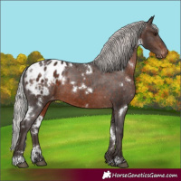 Horse Color:White Spotted Silver Brown Appaloosa 