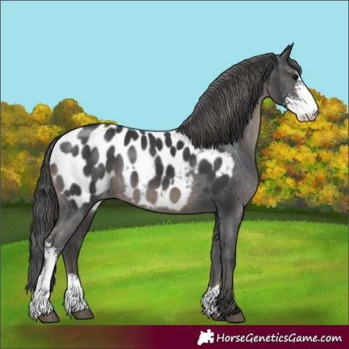 Horse Color:Black Sabino Appaloosa