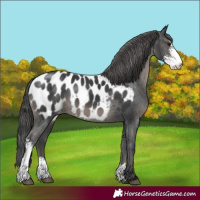 Horse Color:Black Sabino Appaloosa 