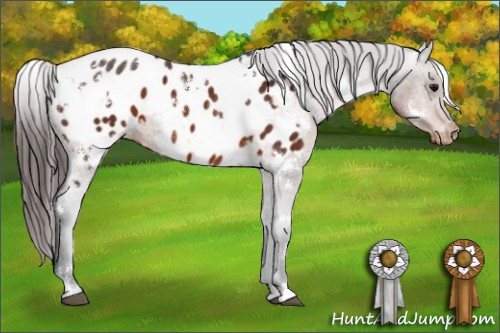 Horse Color:White Spotted Brown Appaloosa 